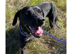 Adopt Nathan a Black - with White Labrador Retriever / Great Dane / Mixed dog in