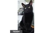 Adopt Teddy a All Black Domestic Shorthair (short coat) cat in Etobicoke