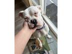 Adopt Skye a White Boxer / Mixed dog in Davis, CA (40866122)