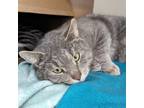 Adopt Jasper a Gray, Blue or Silver Tabby Domestic Shorthair (short coat) cat in