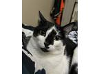 Adopt Moonie a Black & White or Tuxedo Domestic Shorthair / Mixed (short coat)