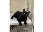Adopt Bow a All Black Domestic Shorthair / Domestic Shorthair / Mixed cat in