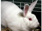 Adopt Tilly a New Zealand / Mixed rabbit in Lexington, KY (40865562)