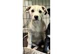 Adopt Chesley a Black Labrador Retriever / Shepherd (Unknown Type) / Mixed dog