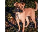 Adopt Ivy a Tan/Yellow/Fawn Shepherd (Unknown Type) / Mixed dog in Merriam
