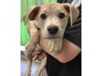 Adopt Chet a Tan/Yellow/Fawn Labrador Retriever / Shepherd (Unknown Type) /