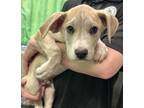 Adopt Chance a Tan/Yellow/Fawn Labrador Retriever / Shepherd (Unknown Type) /