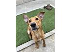 Adopt ELDORADO a Tan/Yellow/Fawn Retriever (Unknown Type) / Mixed dog in San
