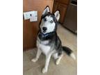 Adopt Fluffernutter a Black - with White Siberian Husky / Mixed dog in