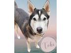 Adopt Toki *FOSTER NEEDED* a Black - with White Siberian Husky / Mixed dog in