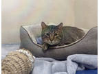 Adopt Agar (BARN BUDDY) a Brown Tabby Domestic Shorthair / Mixed Breed (Medium)