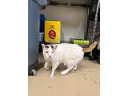 Adopt Butterscotch a White Domestic Shorthair / Mixed Breed (Medium) / Mixed