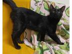 Adopt Capitan a All Black Domestic Shorthair / Domestic Shorthair / Mixed cat in