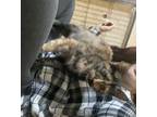 Adopt Hennessy a Tortoiseshell Domestic Shorthair (short coat) cat in Napoleon