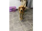 Adopt Mia a Red/Golden/Orange/Chestnut - with White Redbone Coonhound / Mixed