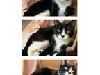 Adopt Mia a Black & White or Tuxedo Domestic Shorthair (short coat) cat in