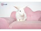 Adopt Poppy a White Other/Unknown / Mixed rabbit in Alexandria, VA (40726822)