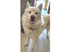 Adopt BODIE a White German Shepherd Dog / Alaskan Klee Kai / Mixed (short coat)