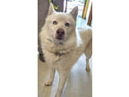Adopt BODIE a White German Shepherd Dog / Husky / Mixed dog in Flagstaff
