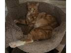 Adopt Ginger a Tan or Fawn Tabby American Bobtail (short coat) cat in Duette