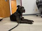 Adopt Mary Ann a Black American Pit Bull Terrier dog in Cassopolis