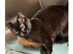 Adopt Cracker Jack a Domestic Shorthair / Mixed (short coat) cat in Sandusky