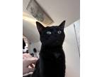 Adopt Binx a Domestic Shorthair / Mixed (short coat) cat in Bloomington