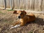 Adopt Enzo a Tan/Yellow/Fawn Australian Cattle Dog dog in Oklahoma City