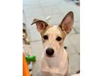 Adopt Carmelo a Tricolor (Tan/Brown & Black & White) Cattle Dog dog in Phoenix