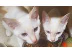 Adopt Adorable Sugar & Lurlin a White (Mostly) Siamese (short coat) cat in El