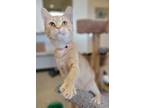 Adopt Cadet / Captain a Domestic Shorthair / Mixed (short coat) cat in Fremont