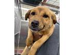 Adopt Athena a Mixed Breed (Medium) / Mixed dog in Jonesboro, AR (40863583)