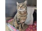 Adopt Mugsy Mahomes a Brown Tabby Domestic Shorthair / Mixed cat in Merriam