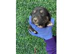 Adopt 55412550 a Black American Pit Bull Terrier / Labrador Retriever / Mixed