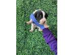 Adopt 55412540 a White American Pit Bull Terrier / Labrador Retriever / Mixed
