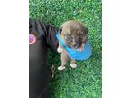 Adopt 55412527 a Brown/Chocolate American Pit Bull Terrier / Labrador Retriever