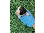 Adopt 55412509 a White American Pit Bull Terrier / Labrador Retriever / Mixed