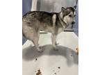Adopt KAI a Black Husky / Mixed dog in El Paso, TX (40863018)