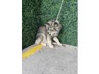 Adopt Fluffy a Black Siberian Husky / Mixed dog in El Paso, TX (40863014)