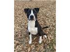 Adopt Riley a Black - with White Labrador Retriever / American Pit Bull Terrier
