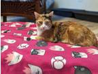 Adopt Whisper a Calico or Dilute Calico Domestic Shorthair (short coat) cat in