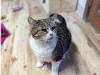 Adopt Khali a Tan or Fawn Tabby Domestic Shorthair (short coat) cat in