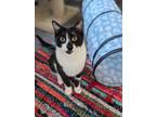 Adopt Himalaya a Black & White or Tuxedo Domestic Shorthair (short coat) cat in