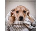 Adopt Kisses a Tan/Yellow/Fawn Labrador Retriever / Mixed dog in Merriam