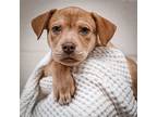 Adopt Giuseppe a Tan/Yellow/Fawn Labrador Retriever / Mixed dog in Merriam