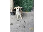 Adopt 55411753 a Tan/Yellow/Fawn Border Terrier / Mixed dog in El Paso