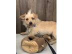 Adopt Lark a Tan/Yellow/Fawn Border Terrier / Norfolk Terrier / Mixed dog in