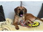 Adopt Mika a Labrador Retriever dog in Fairfax Station, VA (39789112)