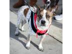 Adopt Popeye a Jack Russell Terrier dog in Fairfax Station, VA (39487758)