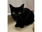 Adopt Panthro a Domestic Shorthair cat in Fairfax Station, VA (39215396)